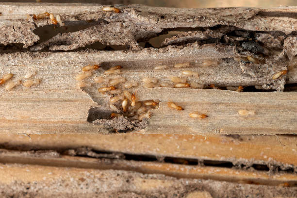 Wasp Removal Services in Sugarland Run, VA